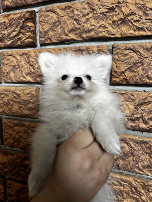 Шпицы немецкие девочки