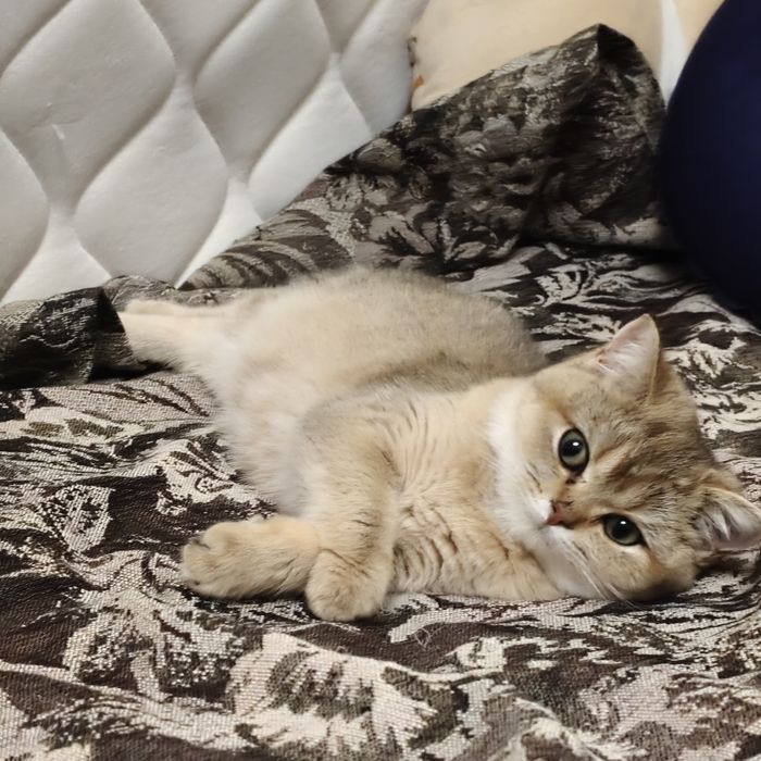 Золотая шиншилла