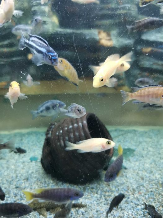 Цихлиды Малави в аквасалоне Ковчег