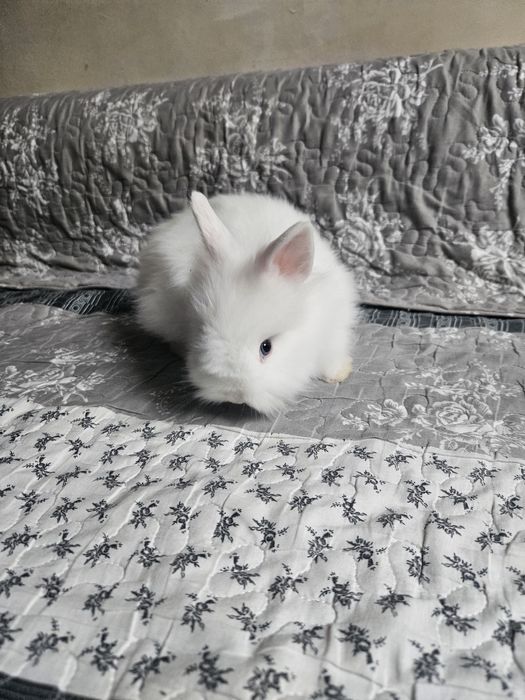 Iepurași cap de leu pitic, rasă pură