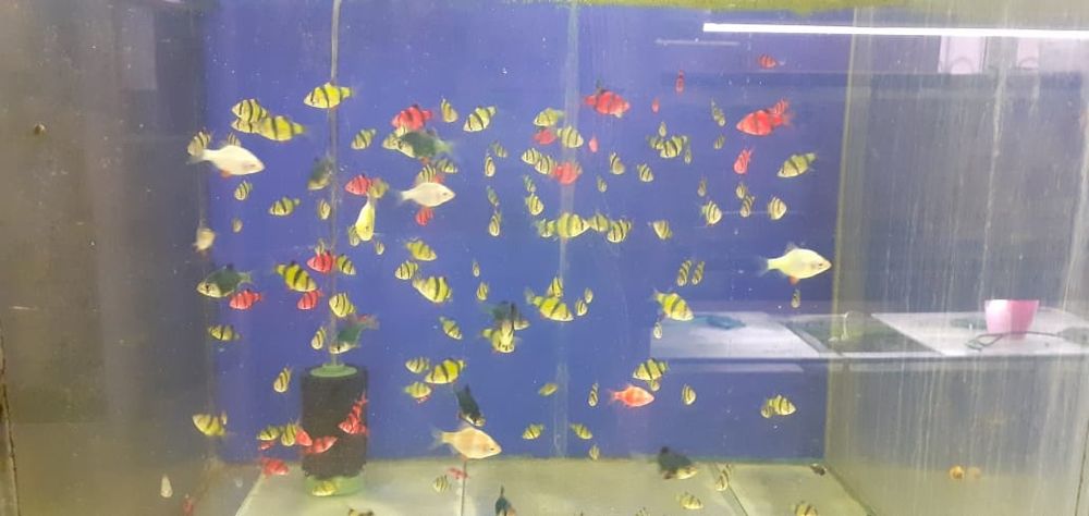 Аквариумы и аквариумные рыбки