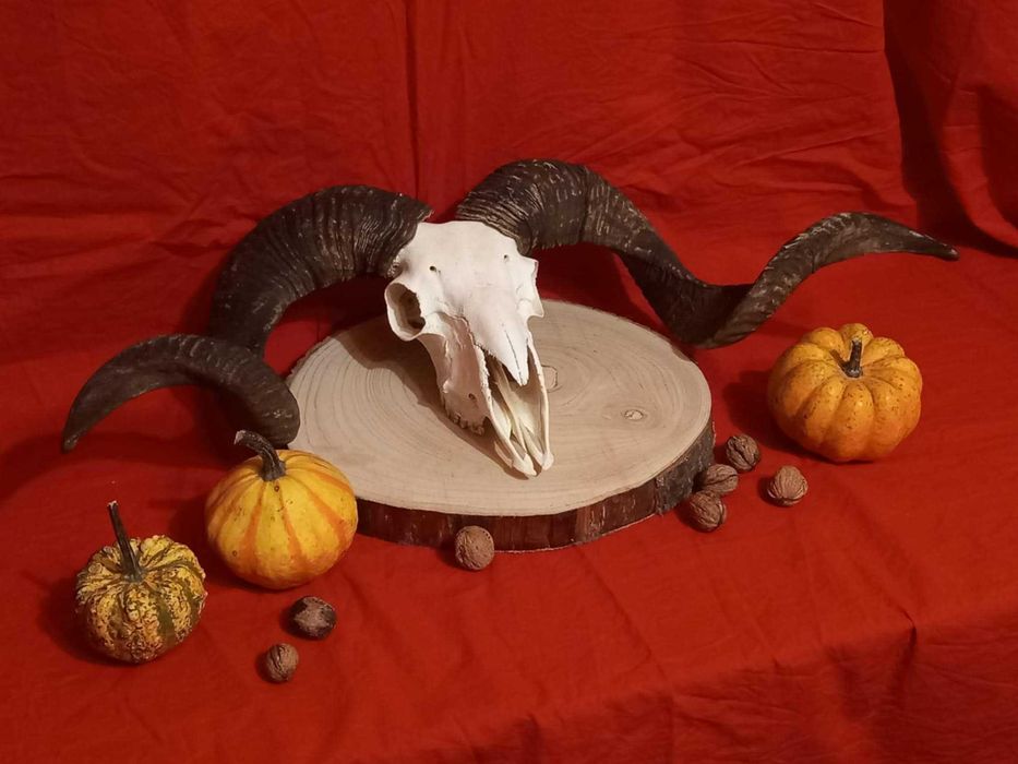 trofeu-trofee-craniu-coarne de berbec Capital Negru