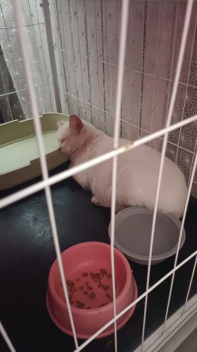 Пристраивается кошечка