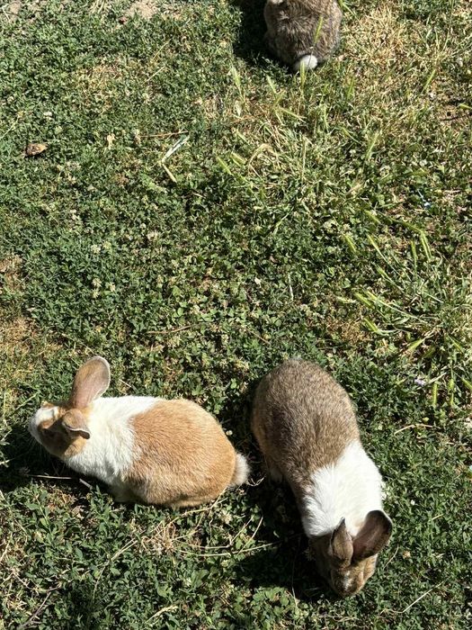 Vând iepuri belgieni
