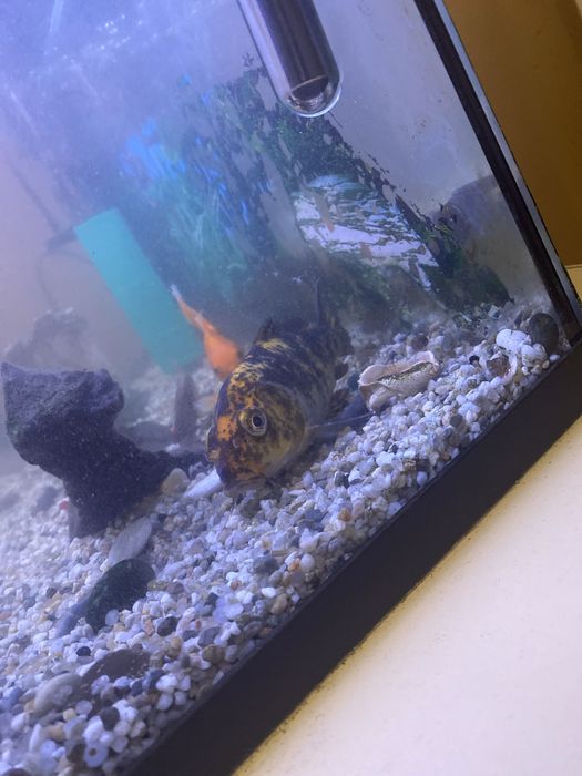 Vand Peste Koi pret negociabil