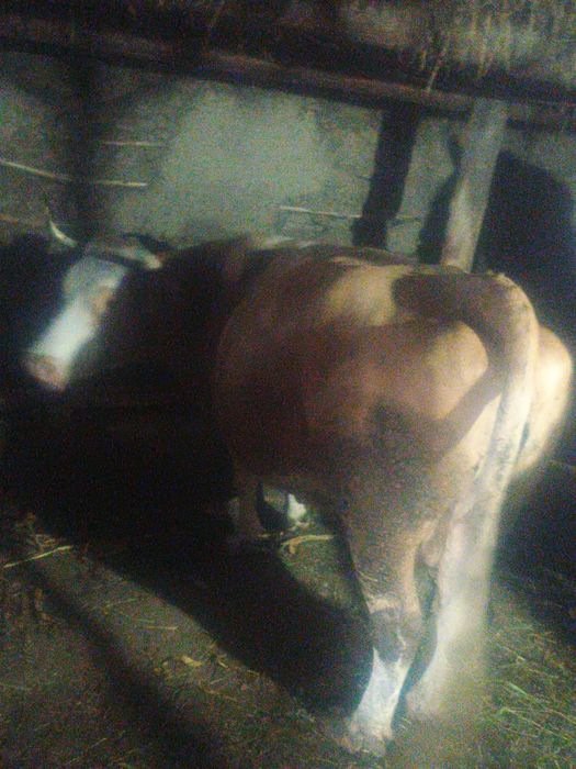 Vaca și cal de vanzare