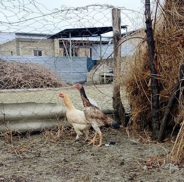 Kulangi mokiyon manzil kogon