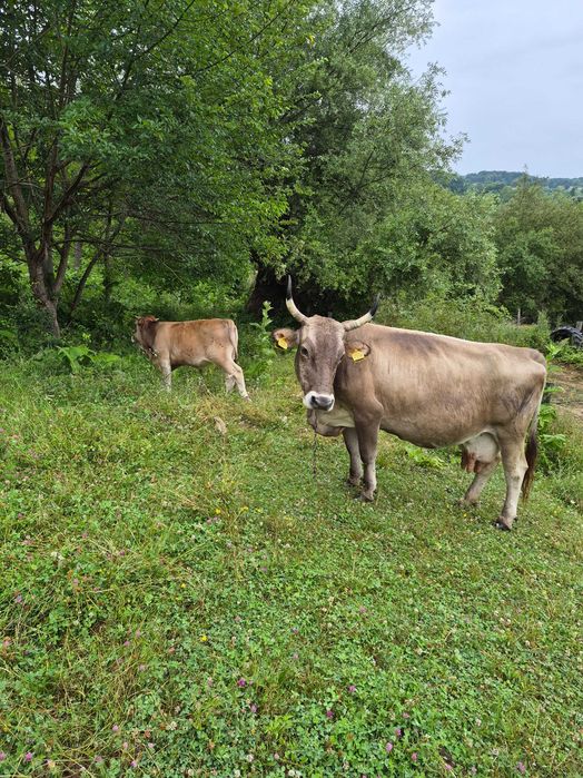Vand vaca cu vitel
