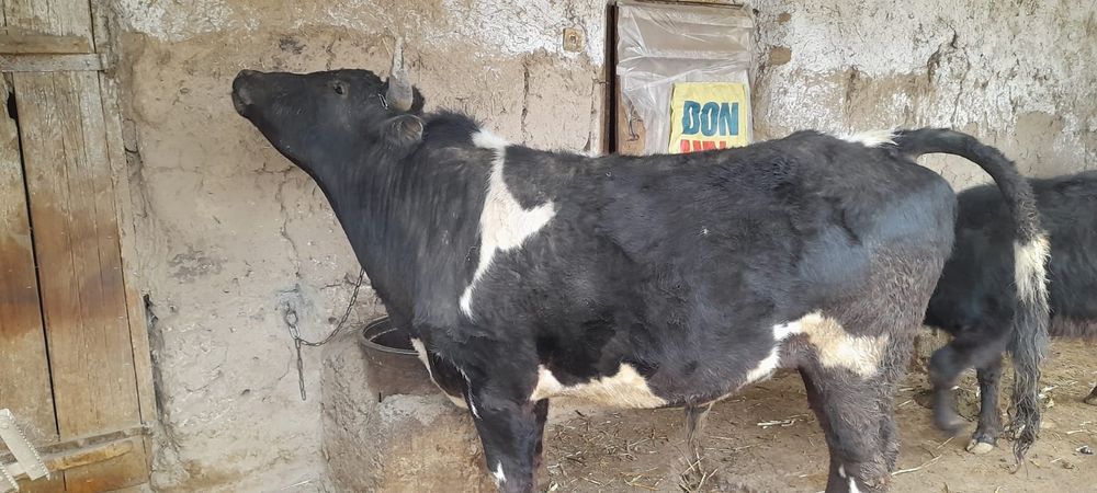 Ho'kiz yoshi 3yoshda