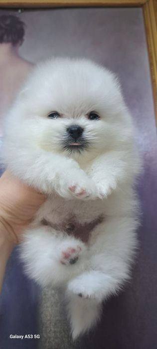 Шпицы щеночки продам