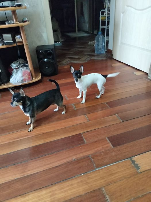 Продается  4 месячный Чихуашка.