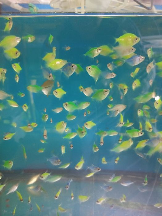 Продаются рыбы для аквариума