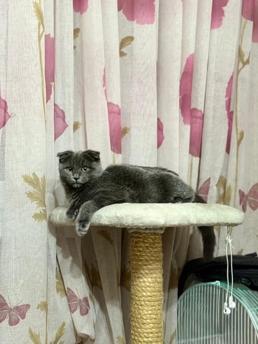 Шотландская вислоухие кошка