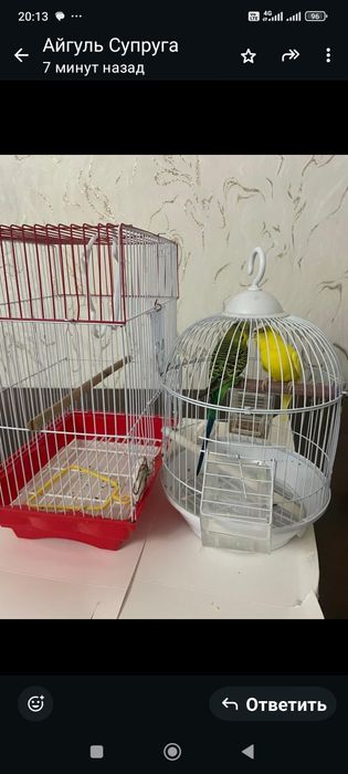 Продам попугайчиков