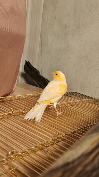 Продам канарейку и амадина