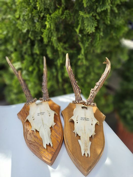 Трофей от муфлон