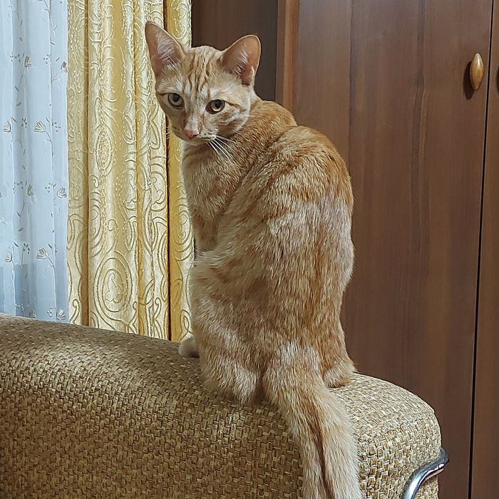 Отдам добрым людям