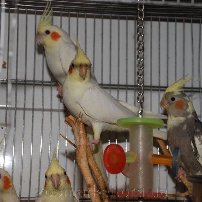 Продам попугай молодые корелл