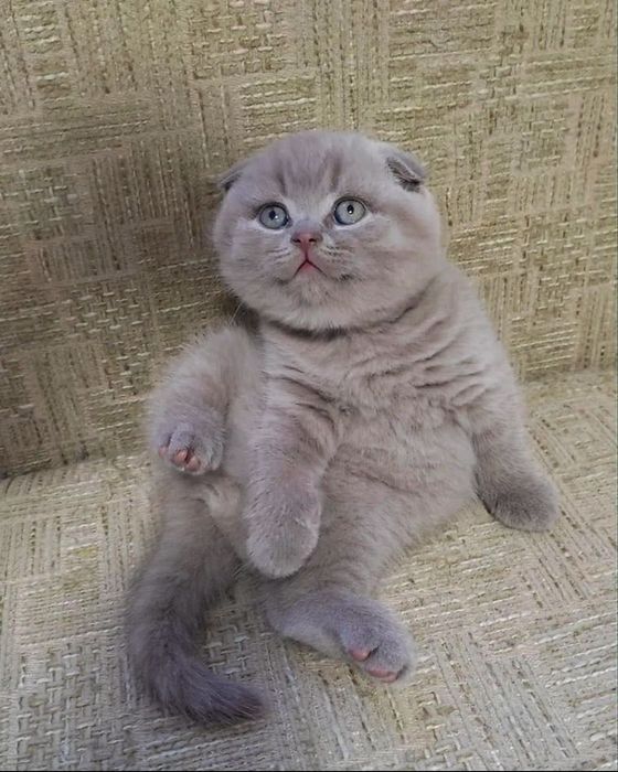 Продам шотландских котят