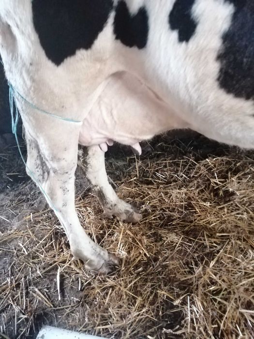 De vânzare vacă holstain.