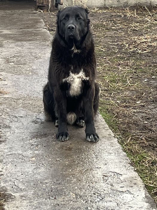 Вязка САО (Алабай)