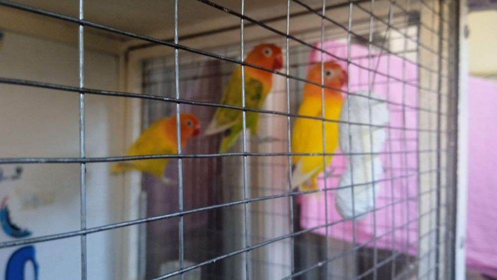 Sotiladi qushlar 1_par  zolotiska  limon oldin ishlagan 1_bolasi bilan