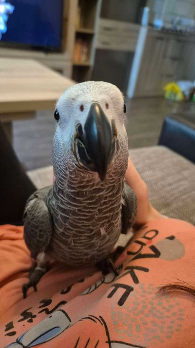 Кралско Жако - Папагал