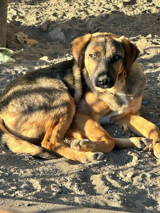 Подарява кученце Люси