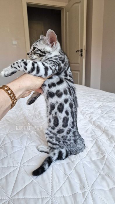 Сребърни и снежни бенгалски котенца