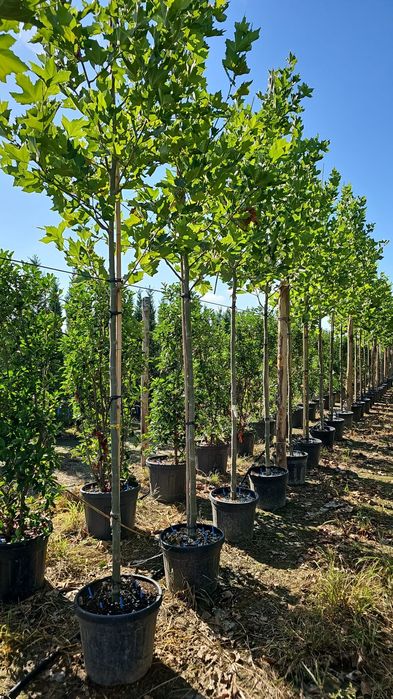 Platan - Tei de floare - Dud pendular- Mesteacan