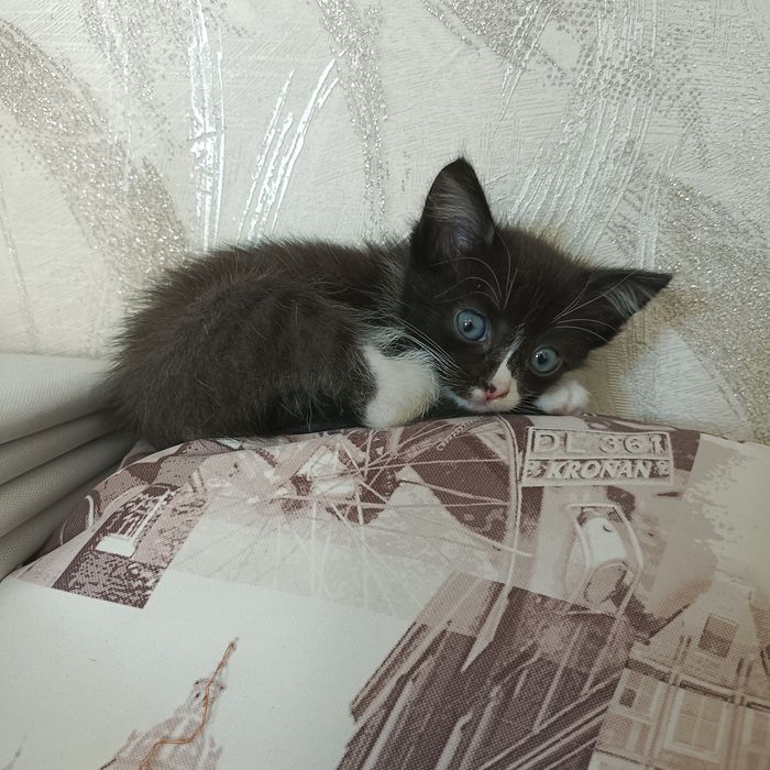 Отдам КОТЕНКА в добрые руки