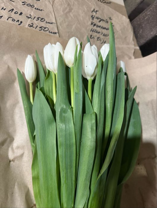 Тюльпаны оптом и в розницу.Тюльпаны Голлондские оптом