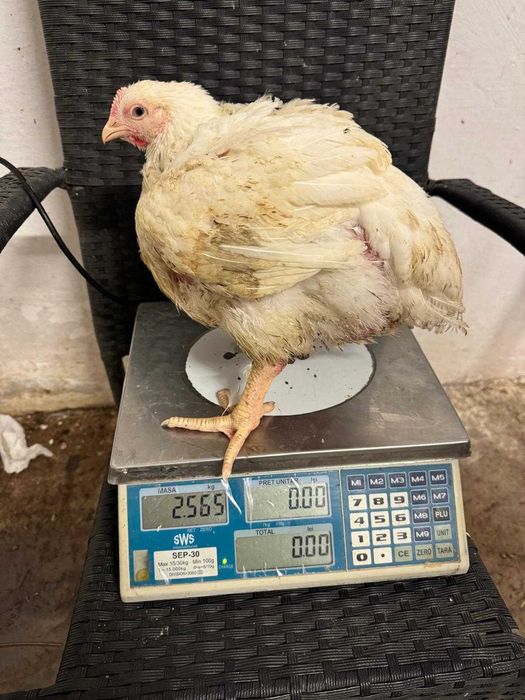 Pui alb de carne 4 săptămâni intre  2,5 — 3 kg  25 lei negociabil