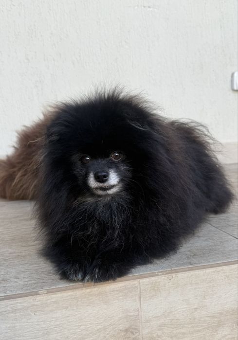 Pomeranian mascul de vânzare FCI rasa pura