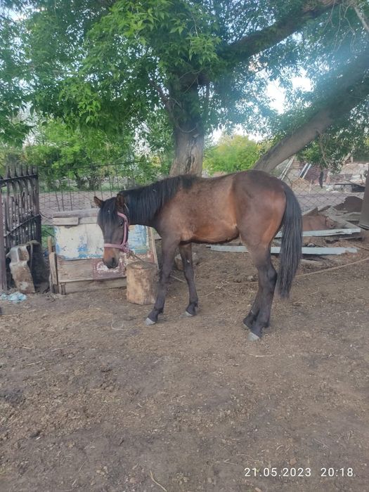 Продам лошадей! Жеребец и кобыла!