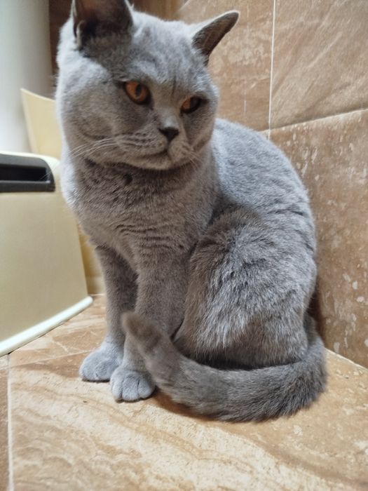 Британская кошка голубой окрас