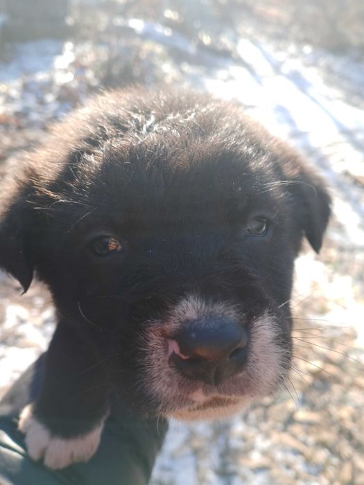 Подарявам кученца