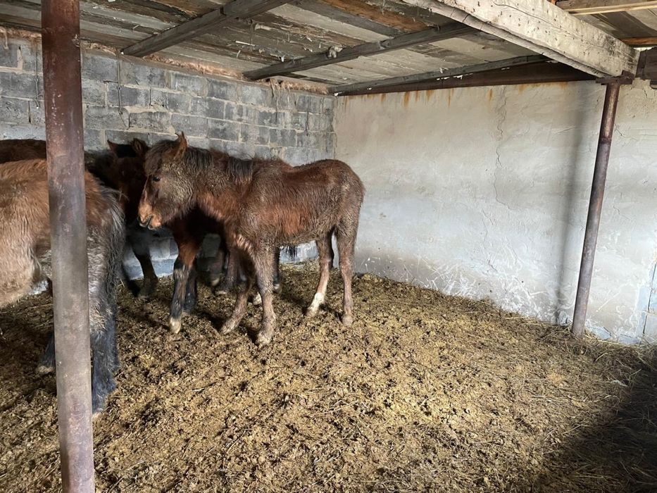 Лошади до года продам