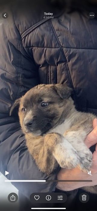 Щенок в добрые руки