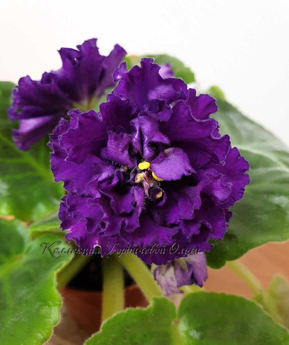 Фиалка лучший подарок