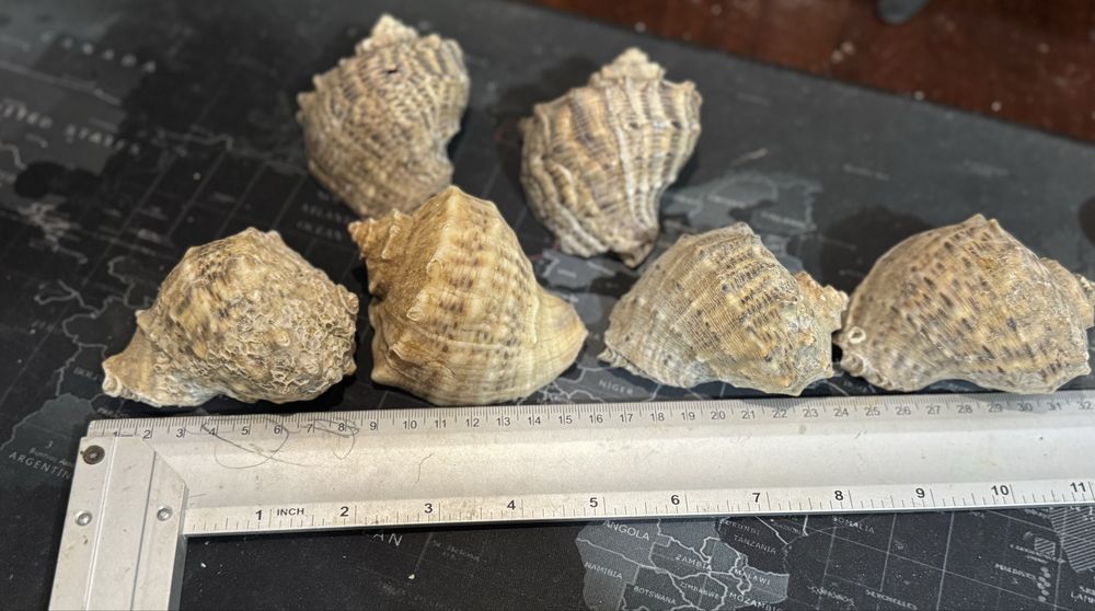 Dengiz rakushkalari Морские ракушки