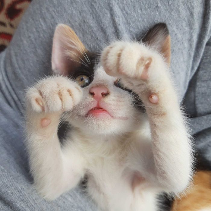 Подарявам котенца