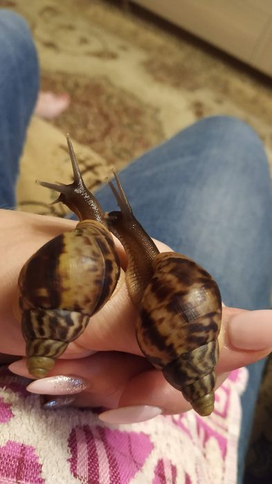 Продам улиток Ахатин