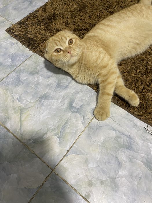 Продаётся Скотиш фолд мальчик