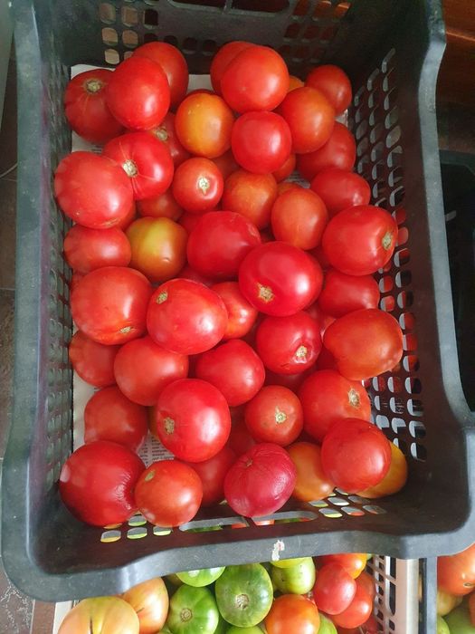 Продам помидоры дачные