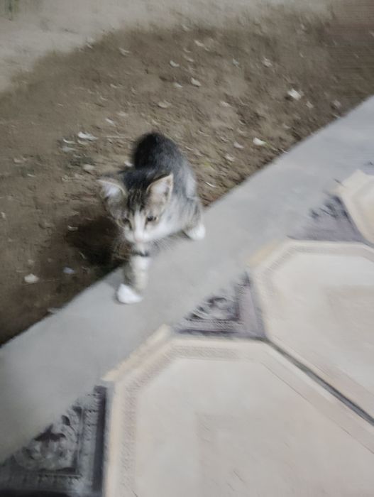 Mushuk 1.5oylik yaxshi boqadigan odamgaberaman