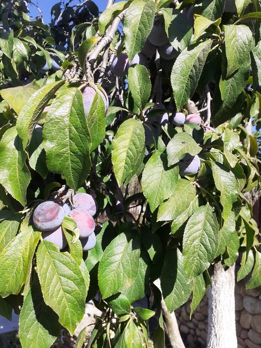Prune de țuică anaspet