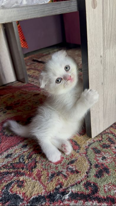 Милые котята шотладские вислоухие