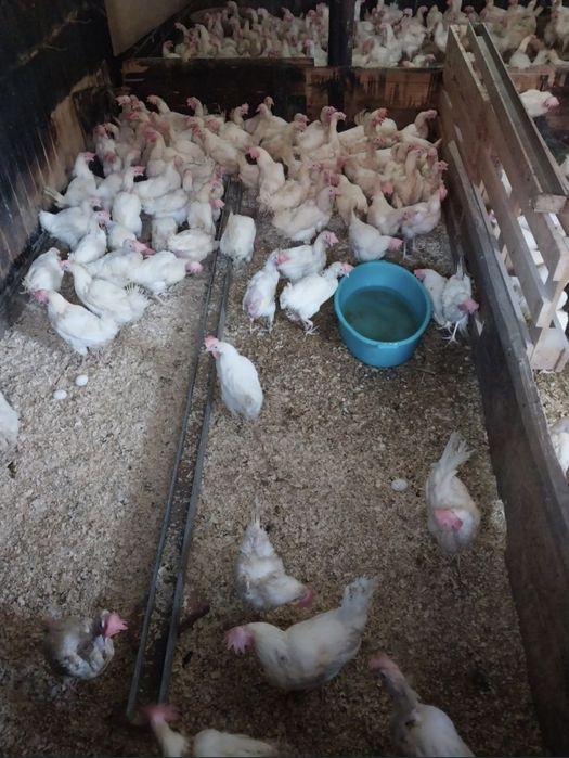 Куры Несушки Ломан