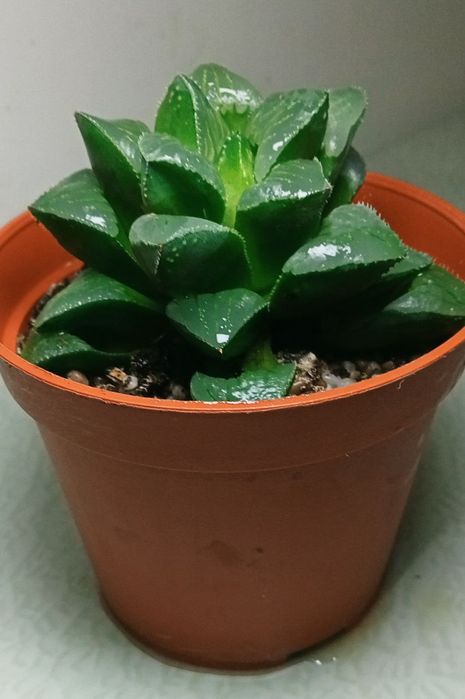 Продам. Хавортия Ретуза. Суккулент..